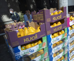 Distribution of mangoes at Immanuel Presbyterian Church in Koreatown.